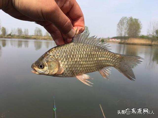 冬天怎么钓鱼?冬天的钓鱼技巧?