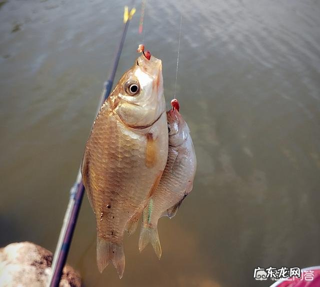 冬天怎么钓鱼？冬天的钓鱼技巧？