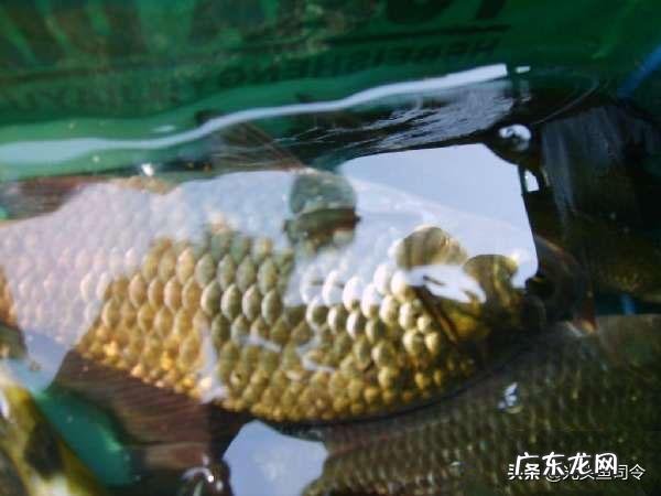 冬天怎么钓鱼？冬天的钓鱼技巧？