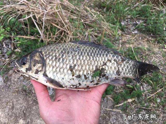 冬天怎么钓鱼?冬天的钓鱼技巧?