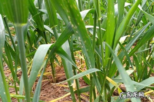 6月5号左右就要收麦子。现在小麦底部发现有蚜虫,还用喷药吗?