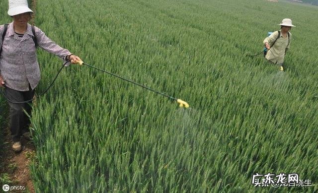 6月5号左右就要收麦子。现在小麦底部发现有蚜虫,还用喷药吗?