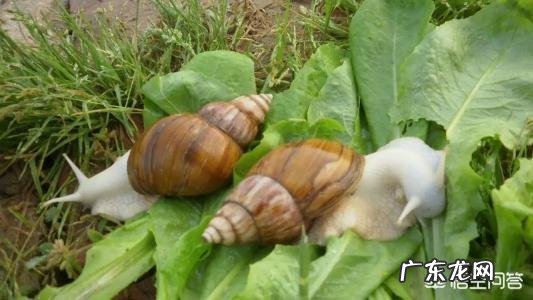 彩色宝石蜗牛怎么喂养?