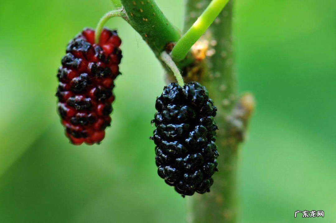 桑葚泡酒的方法菜谱