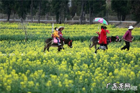昆明最美的花是什么?