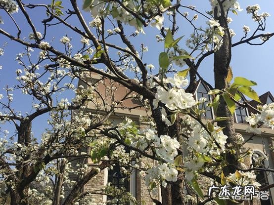 昆明最美的花是什么?