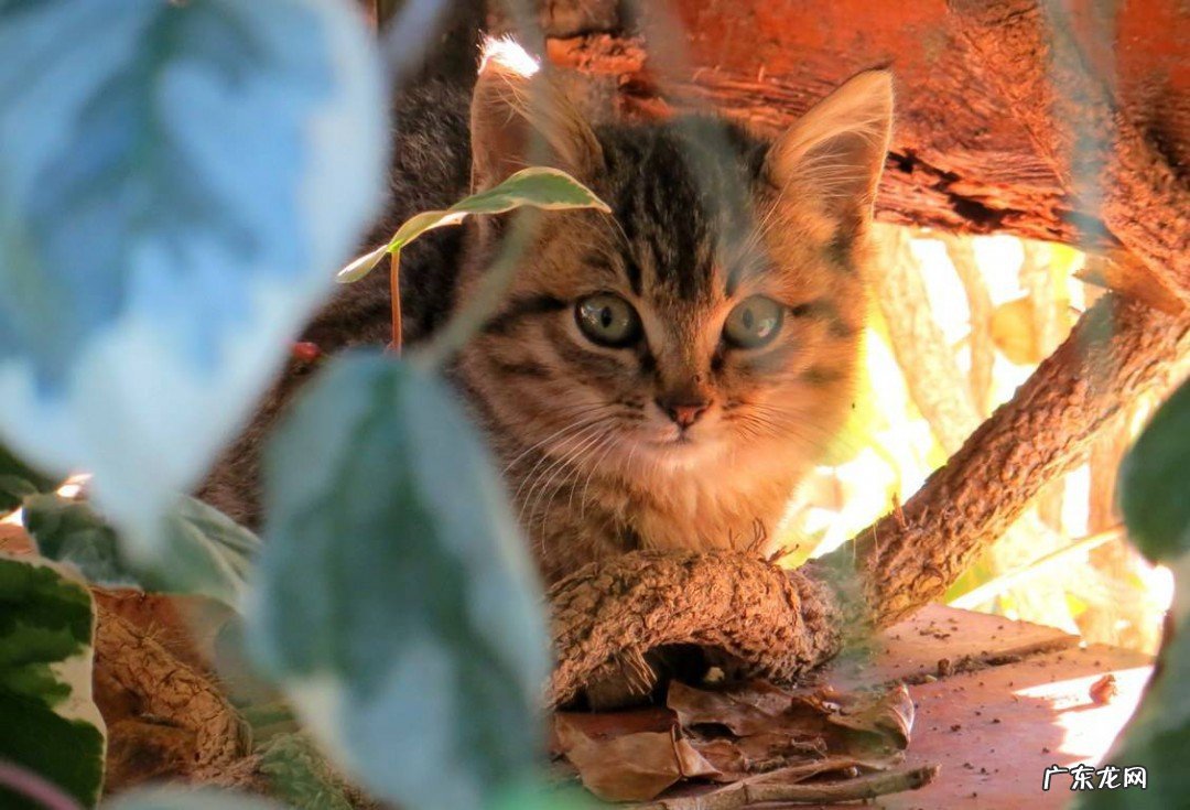 适合初秋发朋友圈的文案