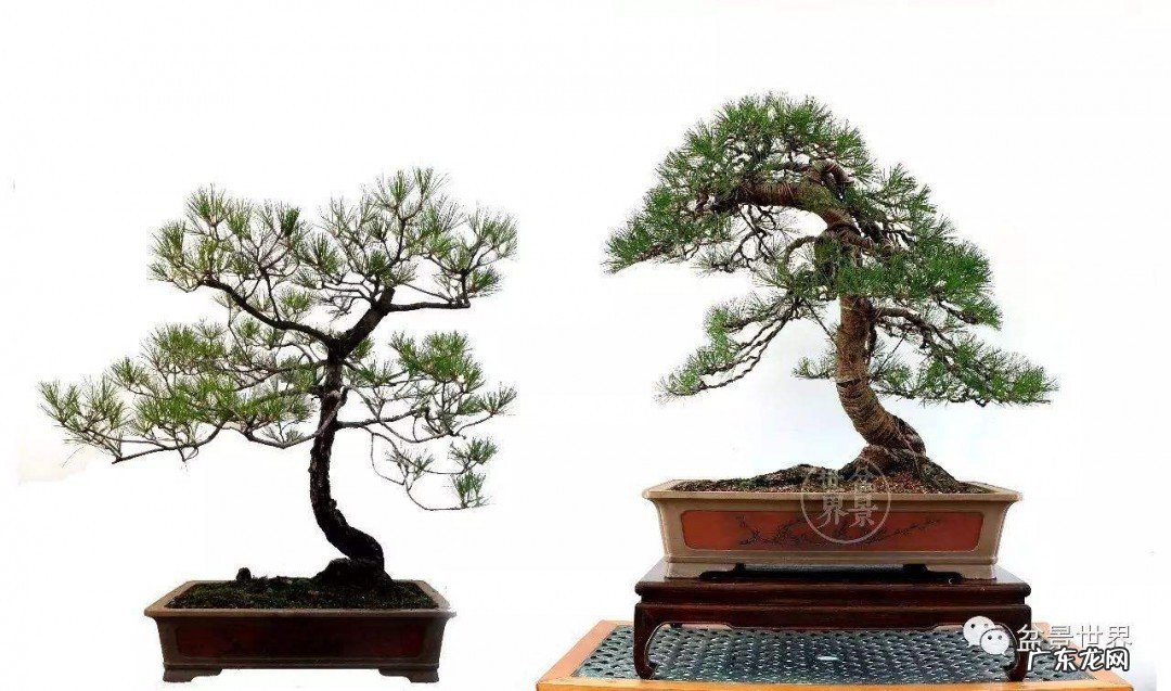 松树的养殖方法详解