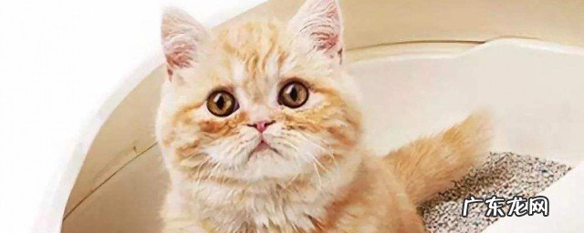 怎么养猫需要注意什么