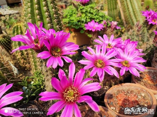 仙人球有哪些品种?