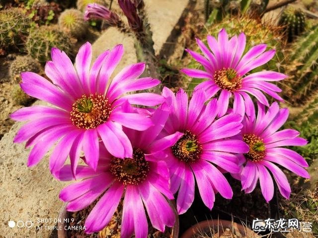 仙人球有哪些品种?