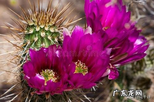 仙人球有哪些品种?