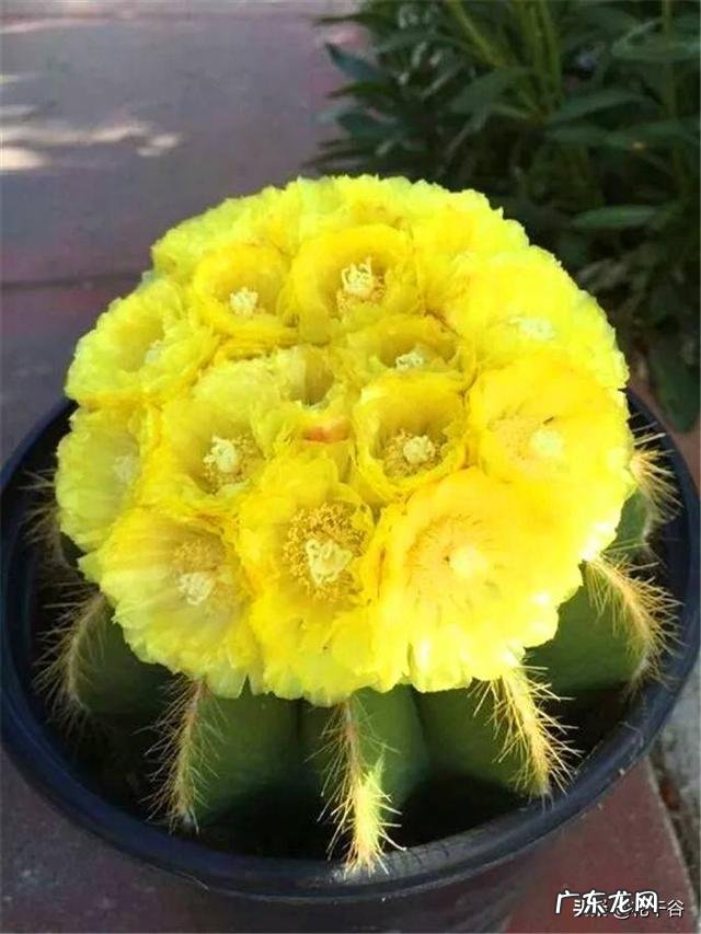 仙人球有哪些品种?