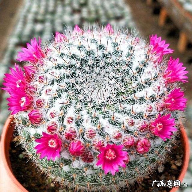 仙人球有哪些品种?