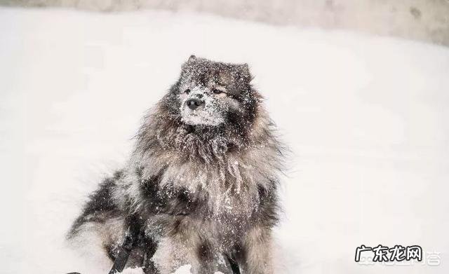 狗在冬天待在外面会被冻死吗?