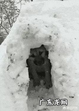 狗在冬天待在外面会被冻死吗?