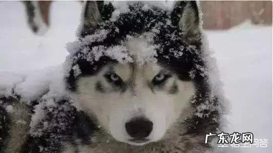 狗在冬天待在外面会被冻死吗?
