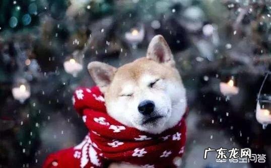 狗在冬天待在外面会被冻死吗?