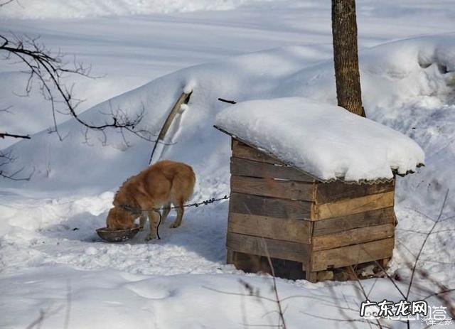 狗在冬天待在外面会被冻死吗?