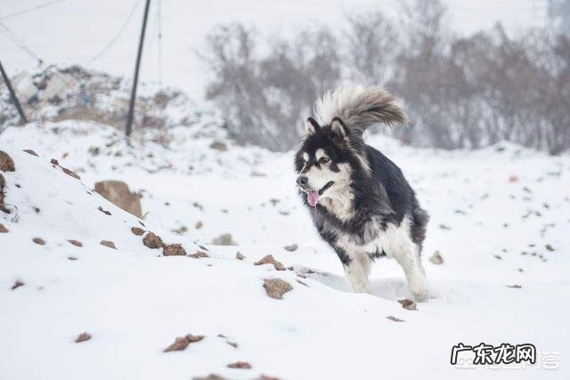 狗在冬天待在外面会被冻死吗?