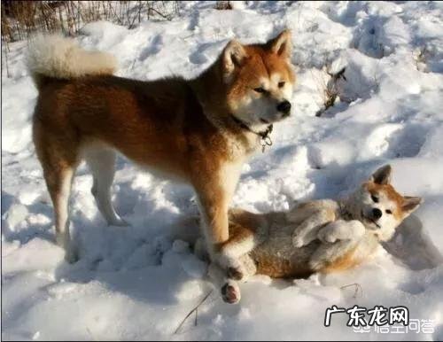 狗在冬天待在外面会被冻死吗?