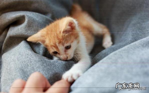 有哪些土猫不比洋猫差的呢?