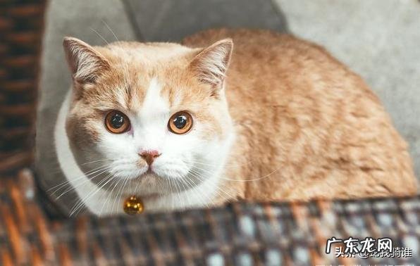 有哪些土猫不比洋猫差的呢?