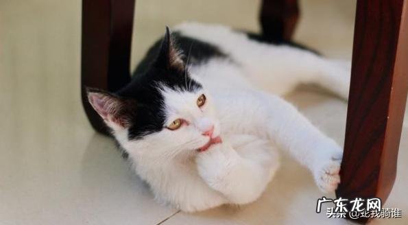 有哪些土猫不比洋猫差的呢?