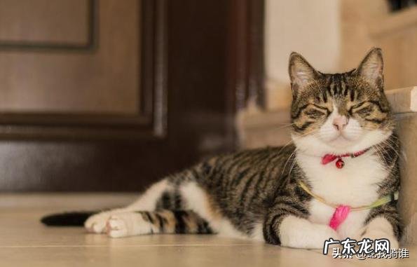 有哪些土猫不比洋猫差的呢?