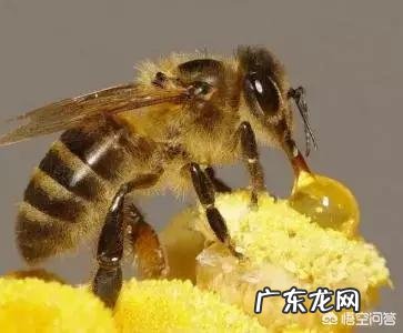 蜂蜜对胃病有治疗效果吗？