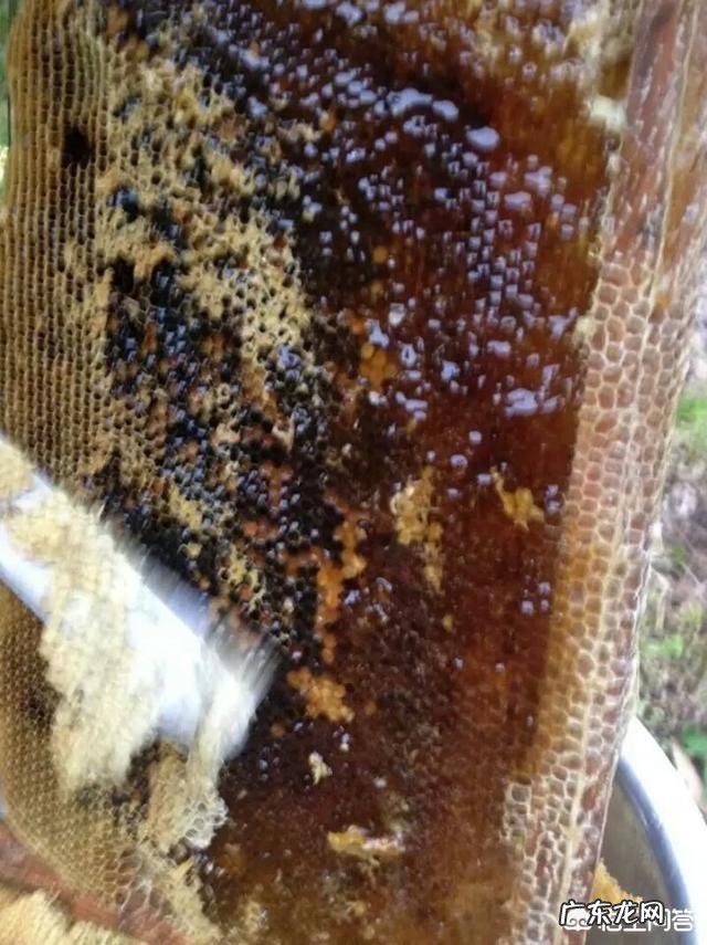 蜂蜜对胃病有治疗效果吗？