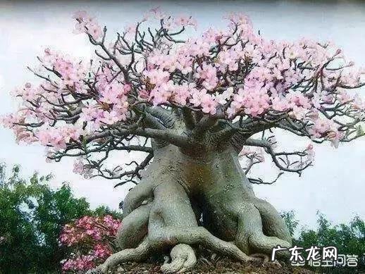 有上联:风吹马尾千条线。有下联1.雨打羊毛一片毡2.日照龙麟万点金。请君再赐下对?