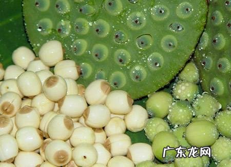 新鲜莲子吃法有哪些?