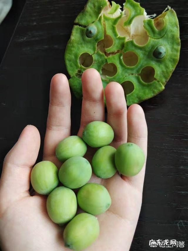 新鲜莲子吃法有哪些？