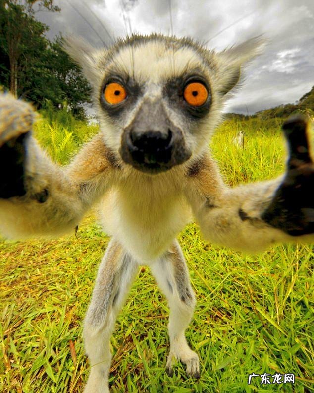 世界上最丑动物是哪种?