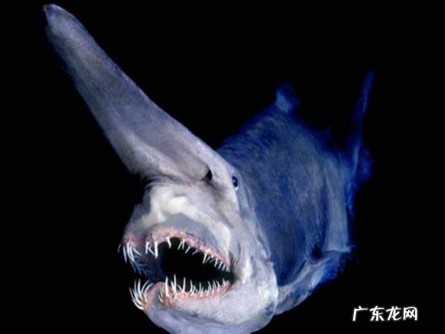 世界上最丑动物是哪种?