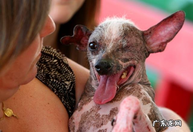 世界上最丑动物是哪种?