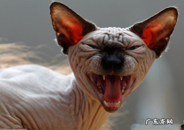 世界上最丑动物是哪种?
