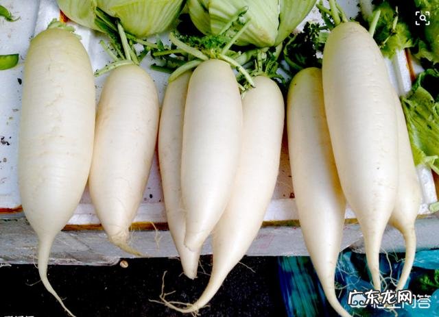 白萝卜有哪些功效和作用呢?