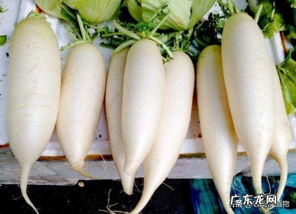 白萝卜有哪些功效和作用呢?