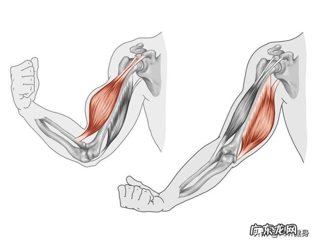 锻炼肱二头肌多久有效果?有什么好的技巧?