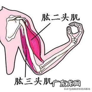 锻炼肱二头肌多久有效果?有什么好的技巧?