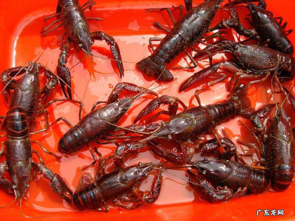 冬天怎么养龙虾