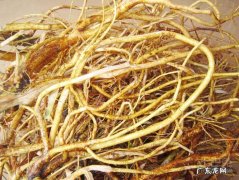 五指毛桃根怎么做好吃