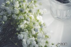 满天星花语配一段话