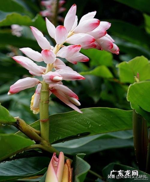 豆蔻年华指多大年龄?