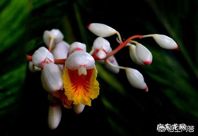 豆蔻年华指多大年龄?