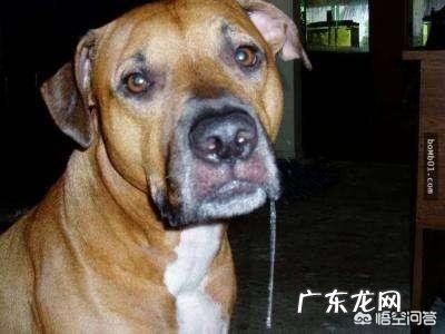 金毛狗狗有严重的分离焦虑症,怎么办呢?