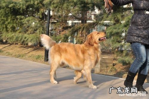 金毛狗狗有严重的分离焦虑症,怎么办呢?