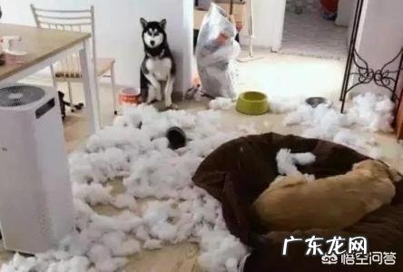 金毛狗狗有严重的分离焦虑症,怎么办呢?